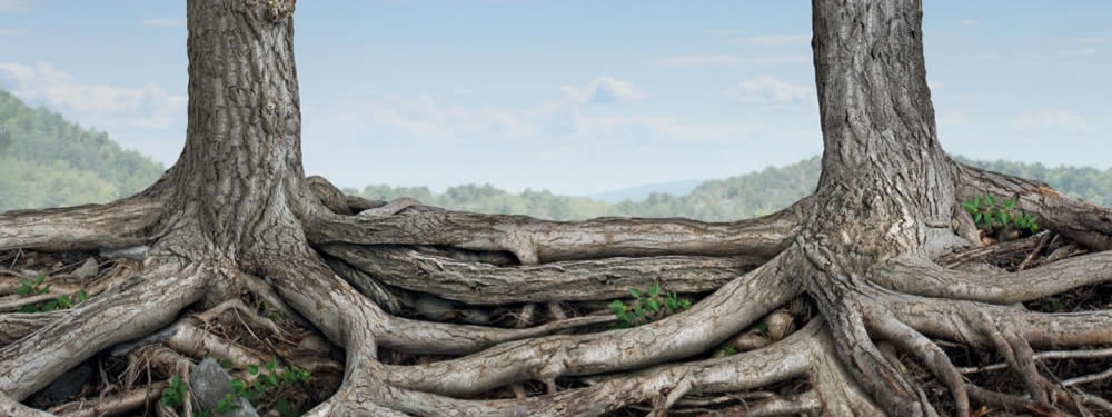 tree roots