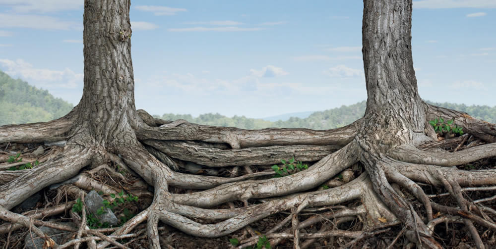 trees with roots growing together